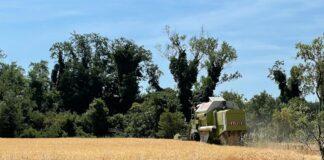 Mercati in rialzo, dopo i dati USDA, trascinati dal grano.