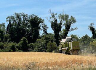 Mercati in rialzo, dopo i dati USDA, trascinati dal grano.