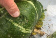 Agricoltura devastata da vento e grandine