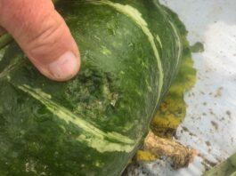 Agricoltura devastata da vento e grandine