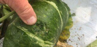 Agricoltura devastata da vento e grandine