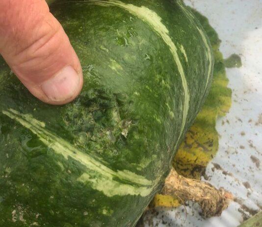 Agricoltura devastata da vento e grandine