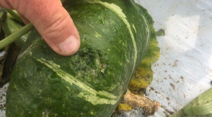 Agricoltura devastata da vento e grandine