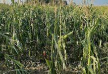 Cereali e dintorni. Il Green Pass sta mettendo in ginocchio la logistica di terra, di mare e…