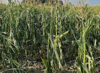 Cereali e dintorni. Il Green Pass sta mettendo in ginocchio la logistica di terra, di mare e…