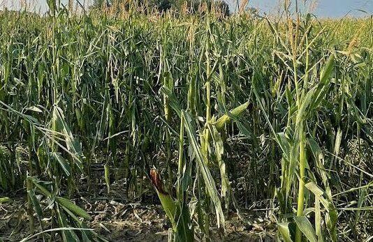 Cereali e dintorni. Il Green Pass sta mettendo in ginocchio la logistica di terra, di mare e…