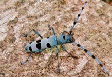 Un appello per trovare Rosalia alpina sull’Appennino