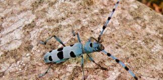 Un appello per trovare Rosalia alpina sull’Appennino