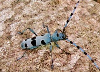 Un appello per trovare Rosalia alpina sull’Appennino