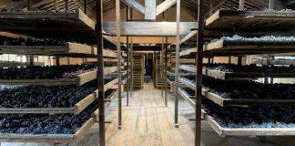 Il Consorzio Della Valpolicella detta la nuova direzione della DOC