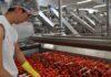 Pomodoro da industria, iniziata la campagna 2021