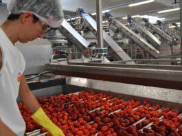 Pomodoro da industria, iniziata la campagna 2021