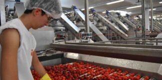Pomodoro da industria, iniziata la campagna 2021