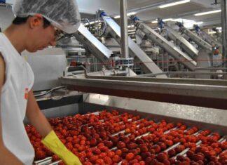 Pomodoro da industria, iniziata la campagna 2021