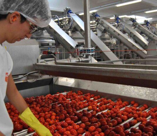 Pomodoro da industria, iniziata la campagna 2021