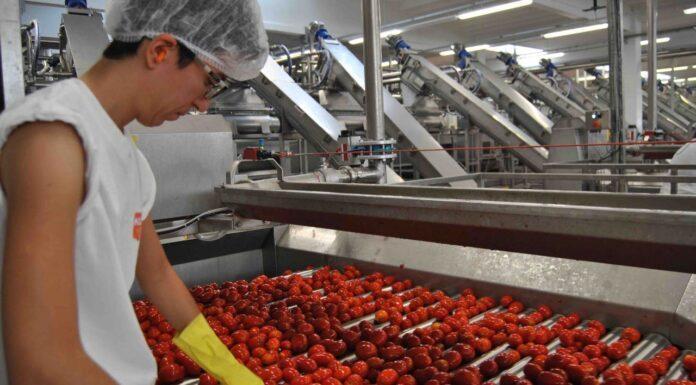 Pomodoro da industria, iniziata la campagna 2021