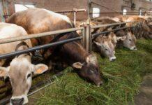 Lattiero Caseario: Verona chiusa e Formaggi stabili