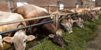 Lattiero Caseario: Verona chiusa e Formaggi stabili