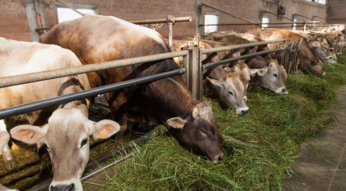 Lattiero Caseario: Verona chiusa e Formaggi stabili