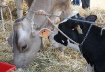 Lattiero Caseario: Fermo il Padano ma cresce il Parmigiano