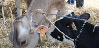 Lattiero Caseario: Fermo il Padano ma cresce il Parmigiano