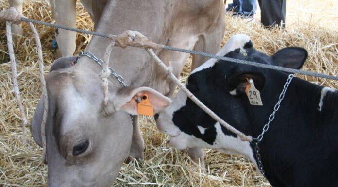 Lattiero Caseario: Fermo il Padano ma cresce il Parmigiano