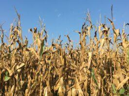 Cereali e dintorni. Le regole di mercato sono salate!