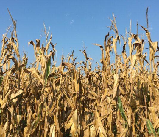 Cereali e dintorni. Le regole di mercato sono salate!
