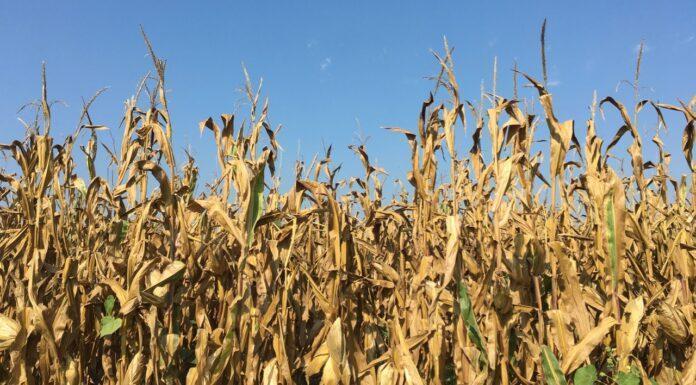 “Cereali e dintorni” – Il mercato è mobile.