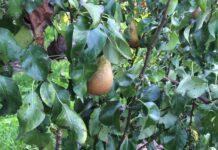 Nasce UNAPera, svolta per il futuro del frutto