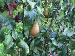 Nasce UNAPera, svolta per il futuro del frutto