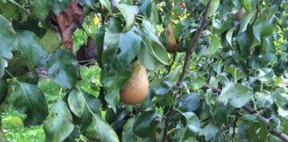 Nasce UNAPera, svolta per il futuro del frutto