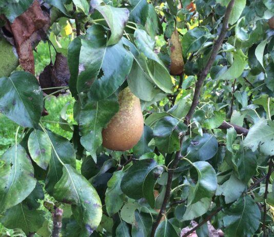 Nasce UNAPera, svolta per il futuro del frutto