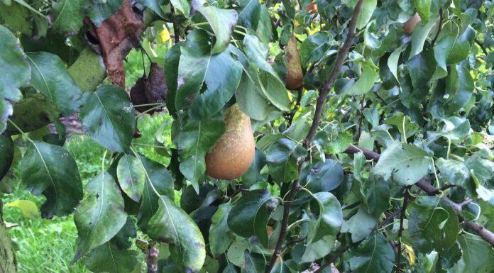 Nasce UNAPera, svolta per il futuro del frutto