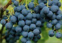 Vendemmia. Raccolta posticipata