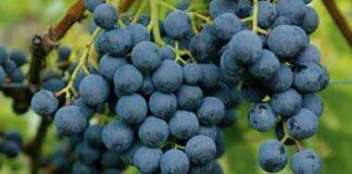 Vendemmia. Raccolta posticipata