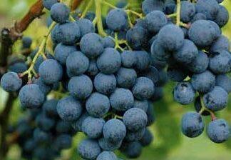 La presenza crescente di TFA nei Vini