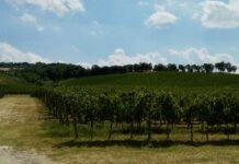 La rinascita del Sangiovese di Romagna