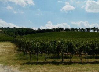 La rinascita del Sangiovese di Romagna
