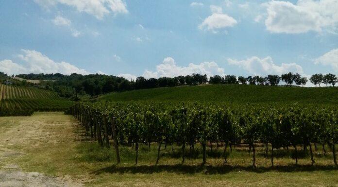La rinascita del Sangiovese di Romagna