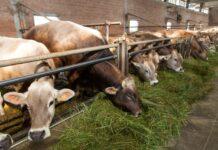 Lattiero Caseario. Grana e Parmigiano: prezzi stazionari