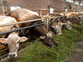 Lattiero Caseario. Grana e Parmigiano: prezzi stazionari