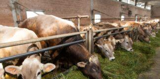 Lattiero Caseario. Grana e Parmigiano: prezzi stazionari