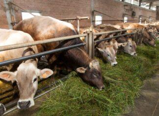 Lattiero Caseario. Grana e Parmigiano: prezzi stazionari