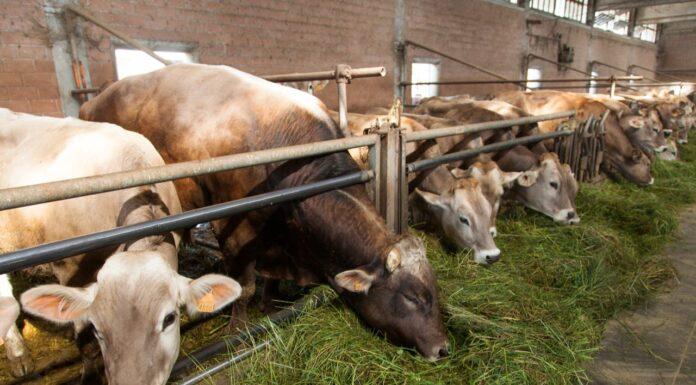 Lattiero Caseario. Grana e Parmigiano: prezzi stazionari