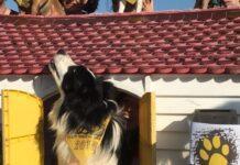 Farm DOG Noceto (PR), una fanta-corsa a ostacoli dove non si potrà dire che “non c’era neanche un cane”.