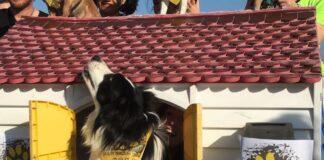 Farm DOG Noceto (PR), una fanta-corsa a ostacoli dove non si potrà dire che “non c’era neanche un cane”.