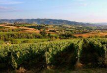 Vino, vendemmia: clima brucia il 9% del raccolto, bene la qualità