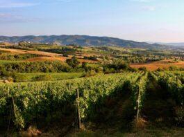 Vino, vendemmia: clima brucia il 9% del raccolto, bene la qualità