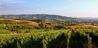 Vino, vendemmia: clima brucia il 9% del raccolto, bene la qualità